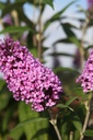 BUDPEACO_20250716083238.JPG