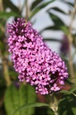 BUDPEACO_20250716083239.JPG