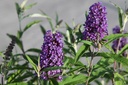 BUDPEMPE_20250716083812.JPG