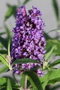BUDPEMPE_20250716083830.JPG