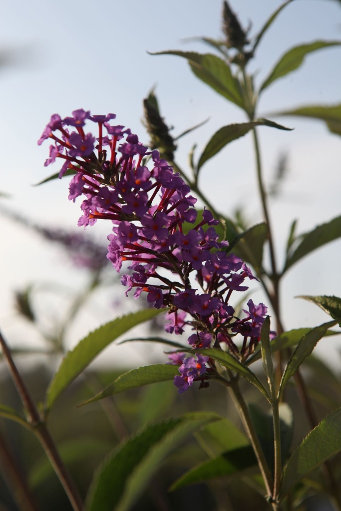 BUDSOPHI_20250716082929.JPG