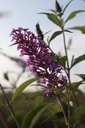 BUDSOPHI_20250716082929.JPG