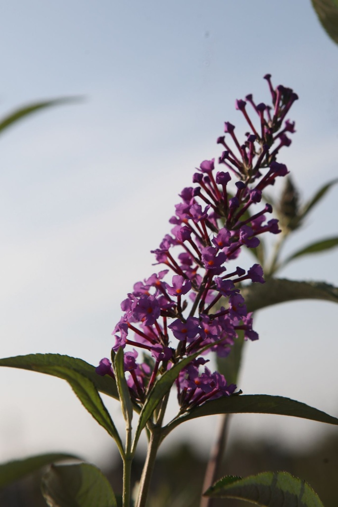 BUDSOPHI_20250716082937.JPG