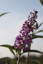 BUDSOPHI_20250716082937.JPG