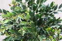 DILINEBA_20250716094026.JPG