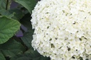 HYAFLOWE_20250716160448.JPG
