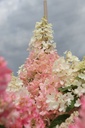 HYPPWINK_20250716143108.JPG