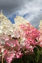 HYPPWINK_20250716143115.JPG