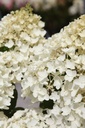 HYPSDOLL_20250716143000.JPG
