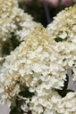 HYPSDOLL_20250716143002.JPG