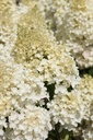 HYPSDOLL_20250716143021.JPG