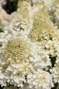 HYPSDOLL_20250716143023.JPG