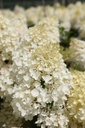 HYPSDOLL_20250716143031.JPG