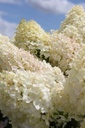 HYPSDOLL_20250716143045.JPG