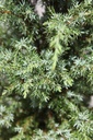 JUCPYRAM_20250716135957.JPG