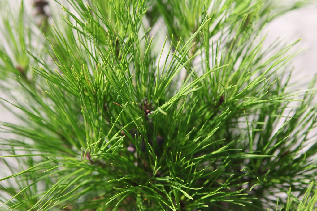 PIDAVERK_20250716103946.JPG