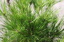 PIDAVERK_20250716103946.JPG