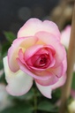 ROEROSE_20250716092145.JPG