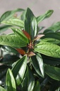VIDANGUS_20250716091307.JPG