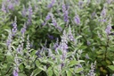 VIMCBLUE_20250716101535.JPG