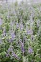 VIMCBLUE_20250716101539.JPG