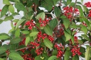 VIPKSUNR_20250716111656.JPG