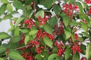 VIPKSUNR_20250716111657.JPG