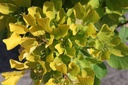 COCGSPIR_20250718104945.JPG