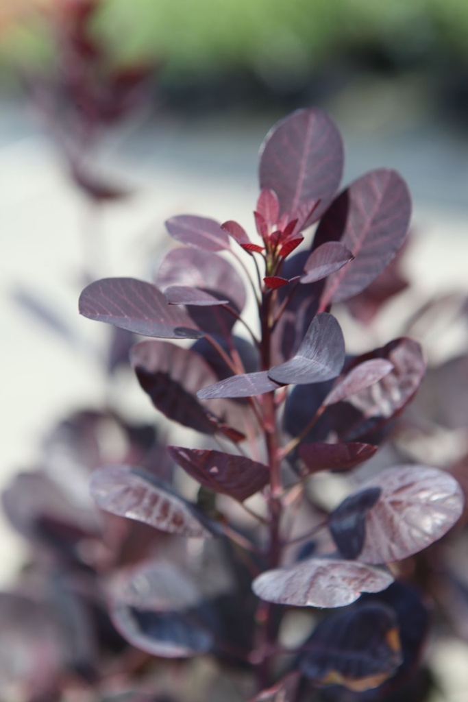 COCRPURP_20250718134441.JPG