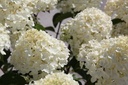 HYPSDOLL_20250718152408.JPG