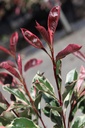 PHFPMARB_20250718145525.JPG