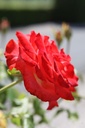 ROMARIEK_20250718153940.JPG