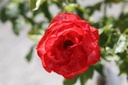 ROMARIEK_20250718153943.JPG
