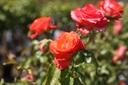 ROMARIEK_20250718153958.JPG