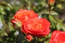 ROMARIEK_20250718154013.JPG