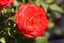 ROMARIEK_20250718154016.JPG