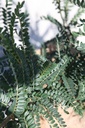 SOMSKING_20250718153015.JPG