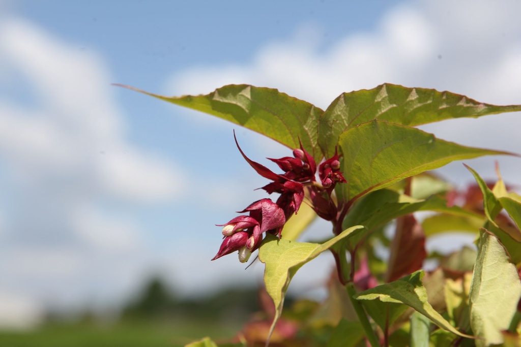 LEFLLANT_20250728135032.JPG