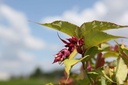 LEFLLANT_20250728135032.JPG