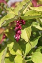 LEFLLANT_20250728135052.JPG