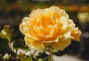 ROAQUEEN_20250728153712.JPG