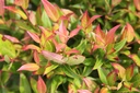 LESCARLE_20250729144034.JPG