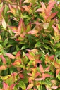 LESCARLE_20250729144038.JPG