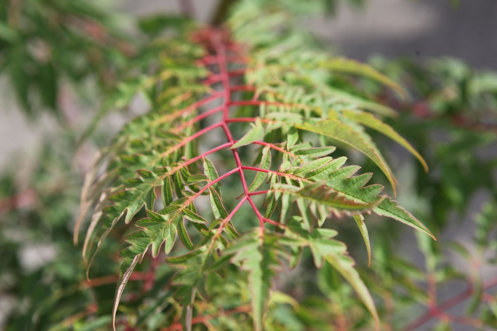 RHGLACIN_20250729105346.JPG