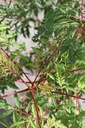 RHGLACIN_20250729105352.JPG