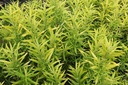SASGSUNS_20250729110040.JPG