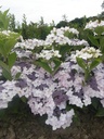 HYCLOUDI_20160708130449_xlarge.jpeg