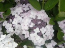 HYCLOUDI_20160708130416_xlarge.jpeg