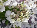 HYCLOUDI_20160707183556_xlarge.jpeg