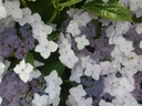 HYCLOUDI_20160707183536_xlarge.jpeg